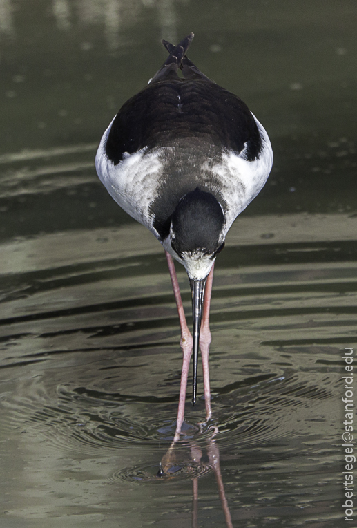 stilt drinking